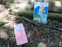 散らばった看板