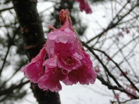 寒緋桜