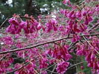 寒緋桜