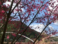 寒緋桜