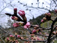 関山