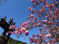 八重桜