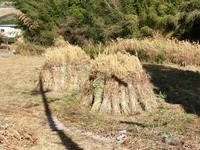 かっぽし