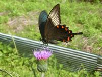 カラスアゲハ