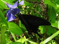 カラスアゲハ