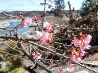 河津桜