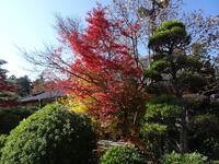 可睡斎の紅葉