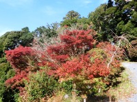 可睡斎の紅葉