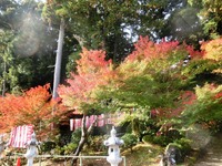 可睡斎の紅葉