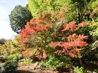 可睡斎の紅葉