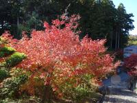 可睡斎の紅葉 