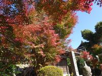 可睡斎の紅葉 