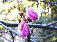 河津桜