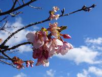 河津桜