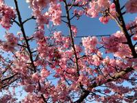 河津桜