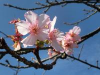 河津桜の返り咲き