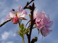 河津桜