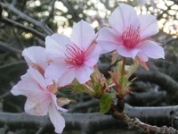 ご近所桜の返り咲き