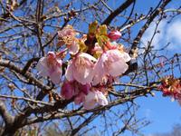 河津桜