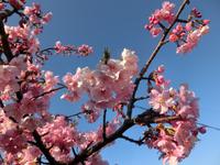 河津桜