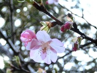 河津桜