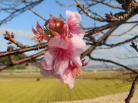 河津桜