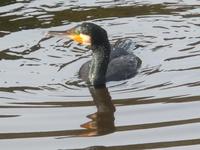 鶴ヶ池のカワウ