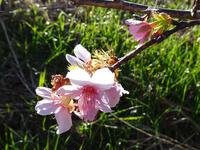 季節外れの河津桜