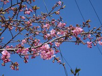 近づいた小國神社の「春」①―河津桜