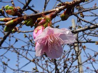 河津桜