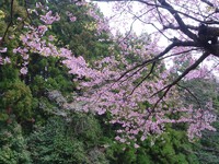 河津桜