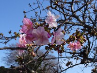 3月1日のご近所散歩①―河津桜