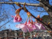 船明ダム湖畔の河津桜