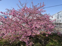 3月7日のご近所散歩②―河津桜