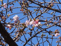 「花の寺」保福寺の春！①―河津桜