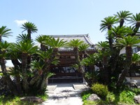 「慶雲寺のソテツ」