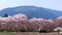 満開の気田川ソメイヨシノと❤ハートの伐り跡