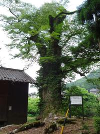池場のけやき