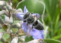 ハマゴウの花とキヌゲハキリバチ