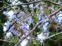 桐の花