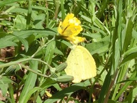オオジシバリで吸蜜するキタキチョウ