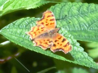 キタテハ