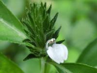 白花キツネノマゴ