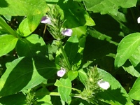 ピンクのキツネノマゴと白花のキツネノマゴ