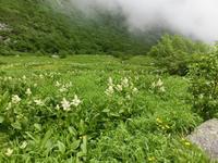 コバイケイソウの群落