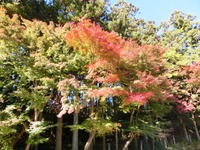 光明山古墳の紅葉