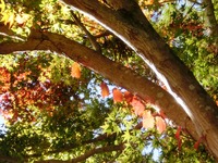 光明山古墳の蔦紅葉