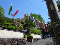 鯉のぼり