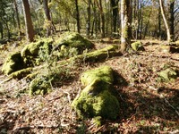 樹蔭の苔庭