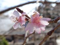 光明寺の四季桜
